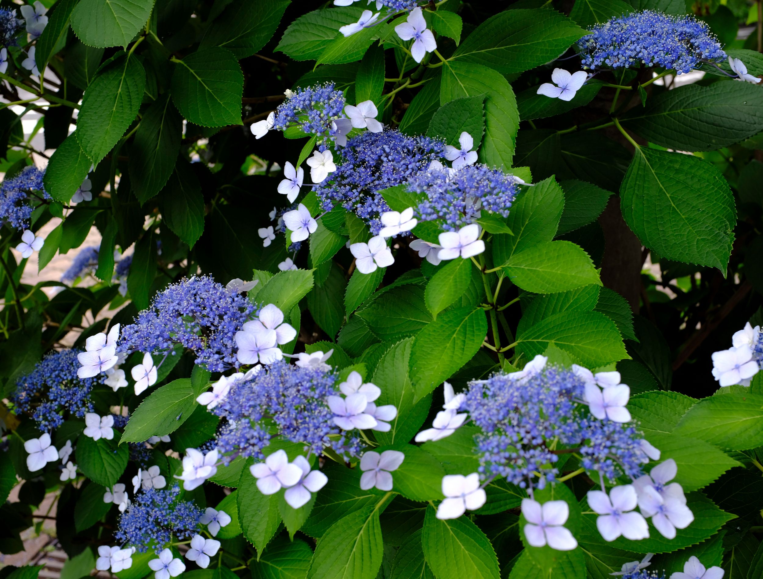 Why Your Hydrangeas Aren't Blooming