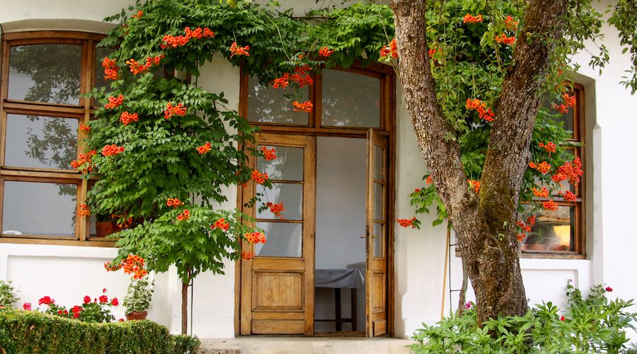 Trumpet vine (Campsis radicans) above door entry into house from garden with flowers