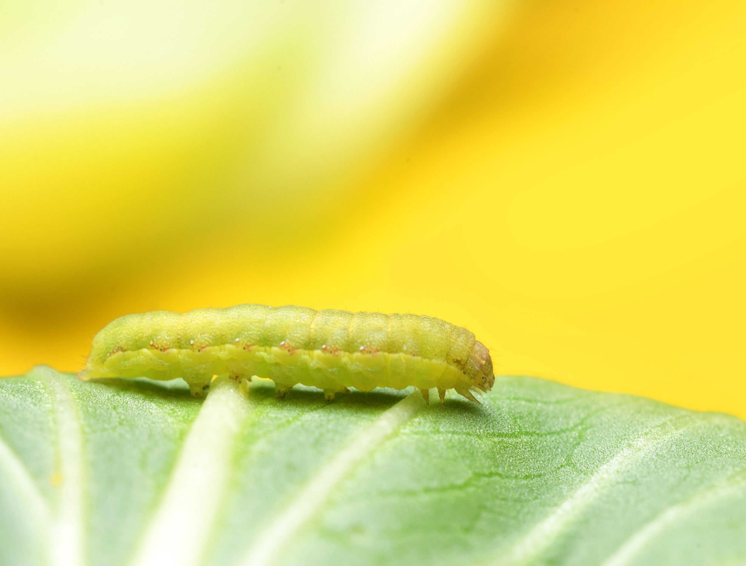 How to Get Rid of Cabbage Worms