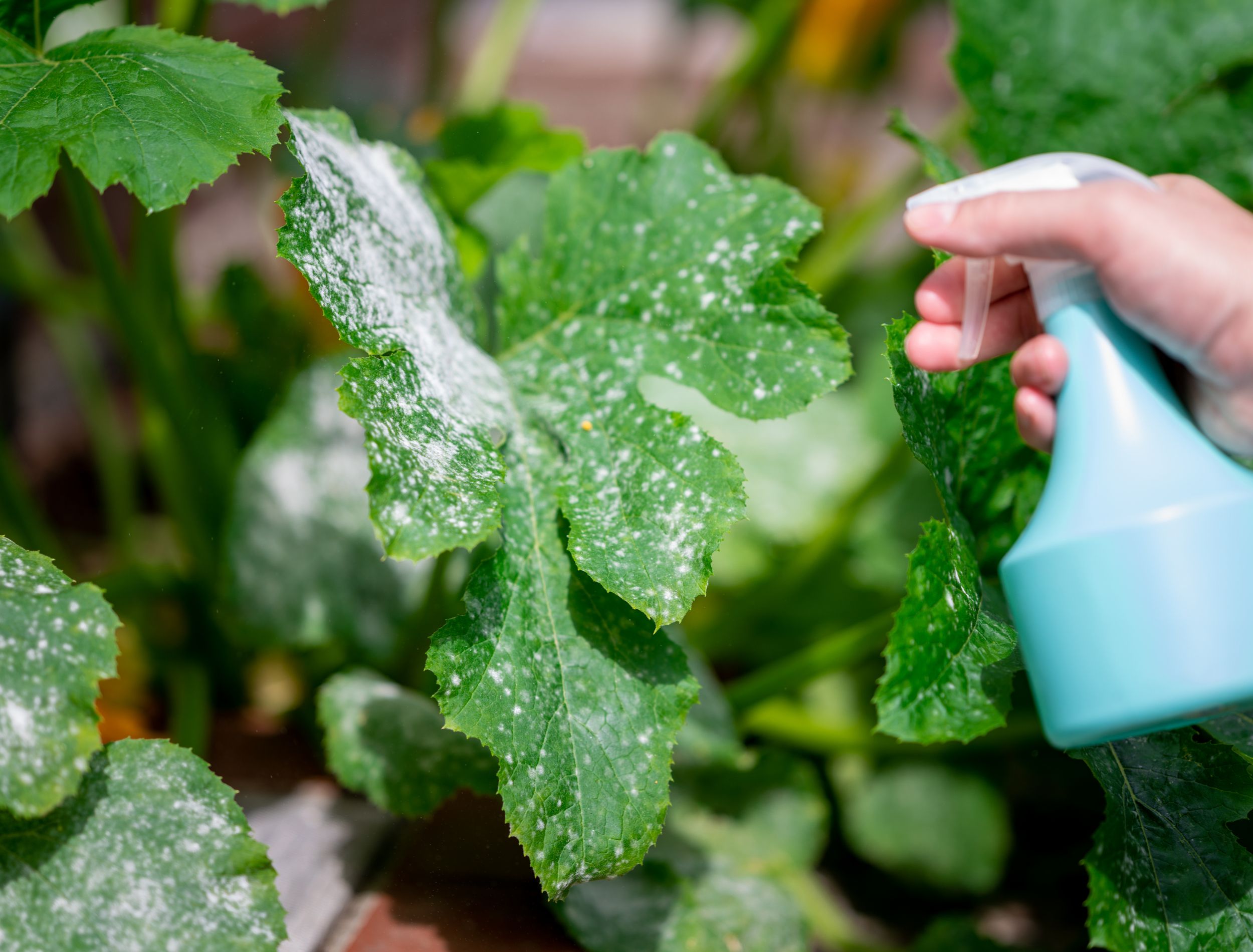 How To Make Homemade Powdery Mildew Spray