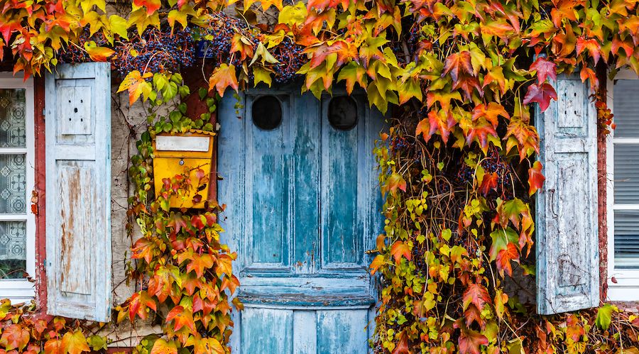 Old vintage rustic German shabby small house with colorful grapevine-covered wall. Autumn red leaves of Virginia creeper vine. Abstract Ancient overgrown house with blue wooden shutter, door.