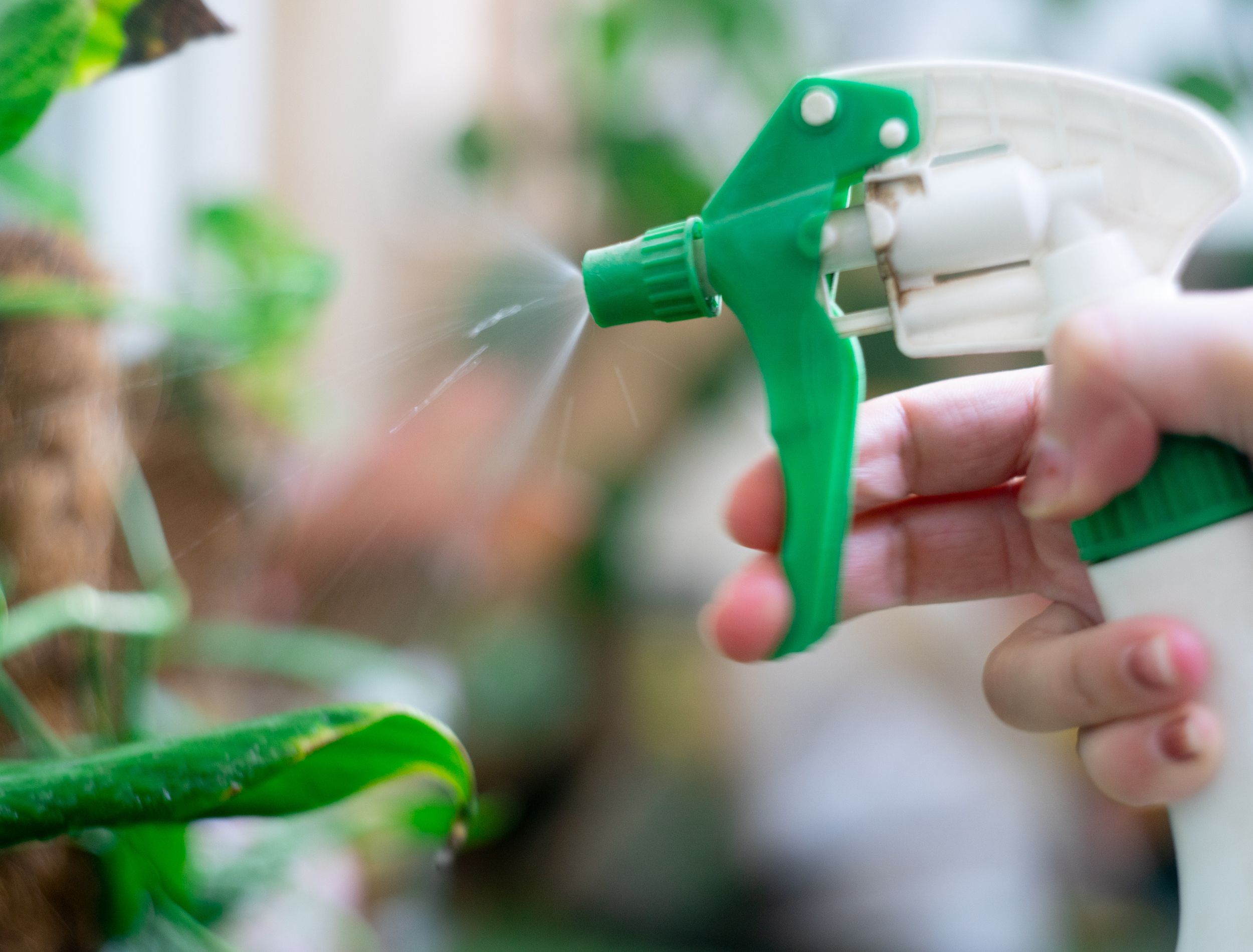reen spray bottle being used to mist spray fertilizer, pesticide, water, anti fungal on home garden plants