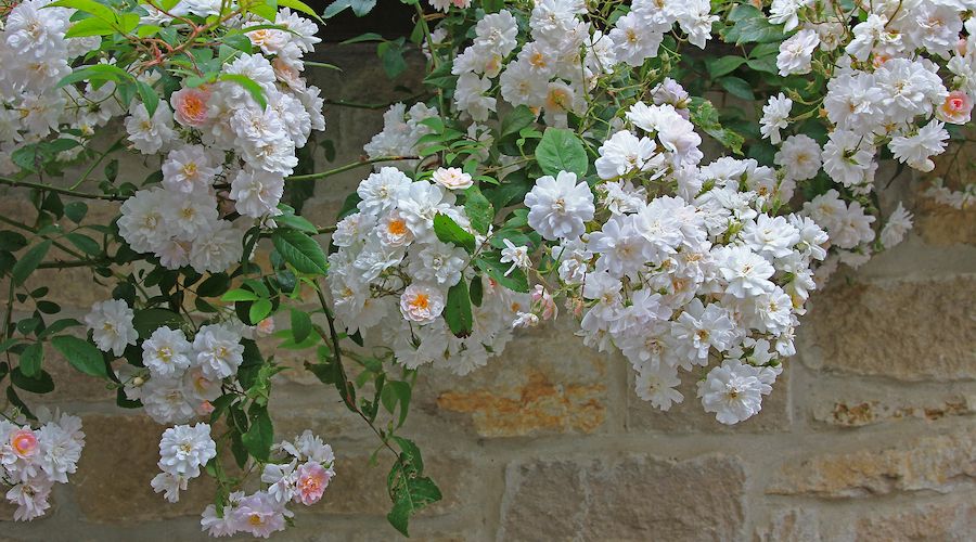 white rambler roses hanging over a stone wall of natural stones