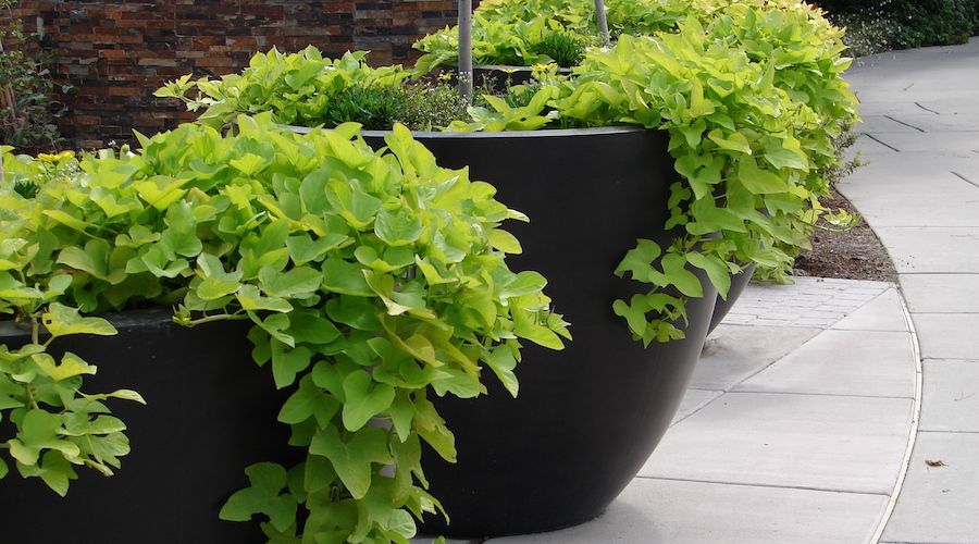 Sweet Potato Vine in containers