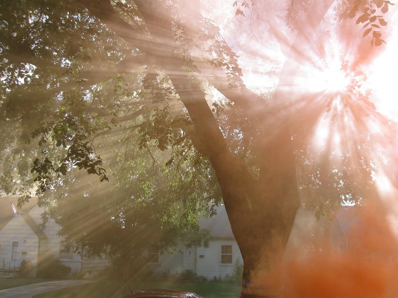 Sun rays shining through tree