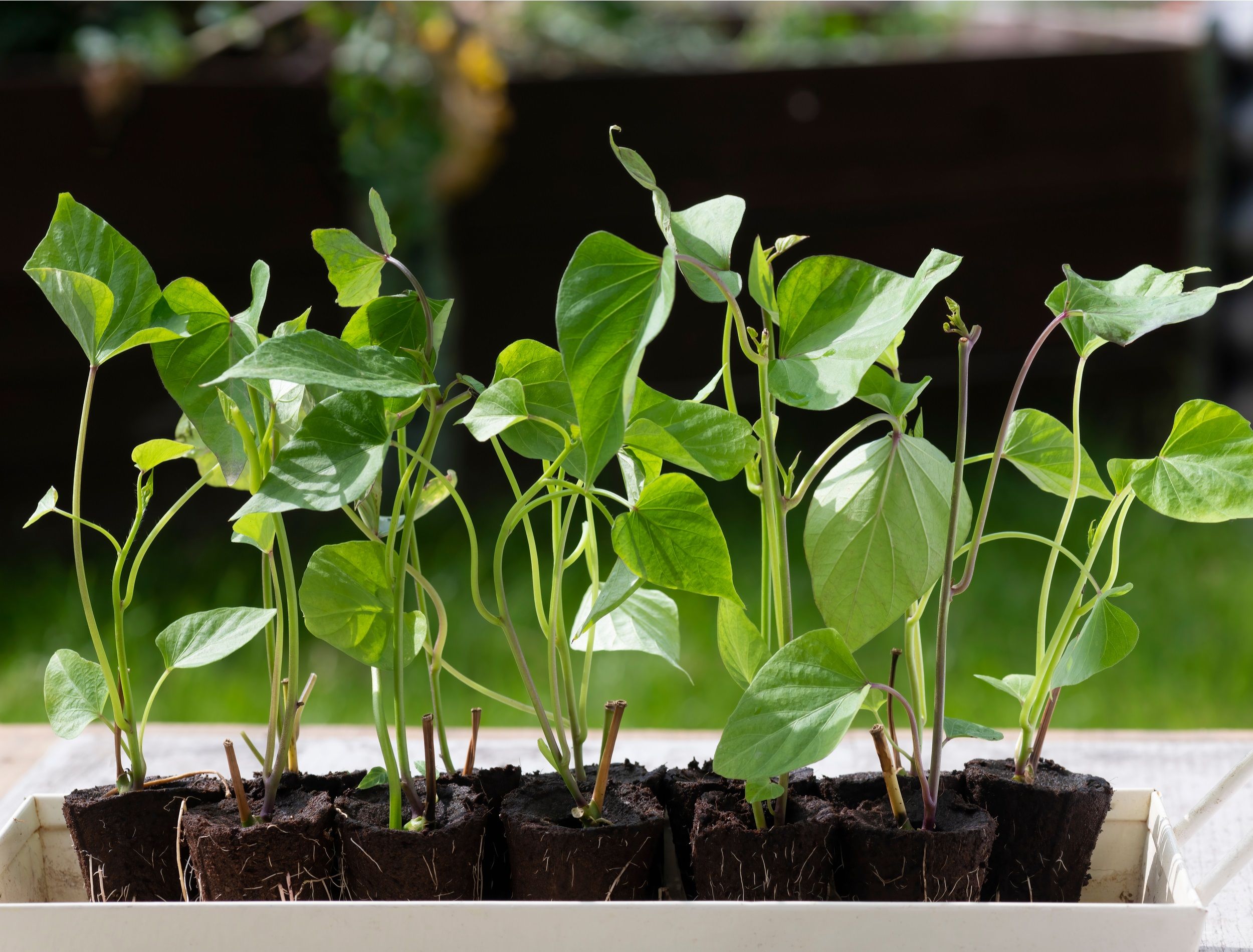 a group of rooted sprouting sweet potato slips, a dicotyledonous plant Convolvulaceae related to the bindweed or morning glory family, gardening background copy space above