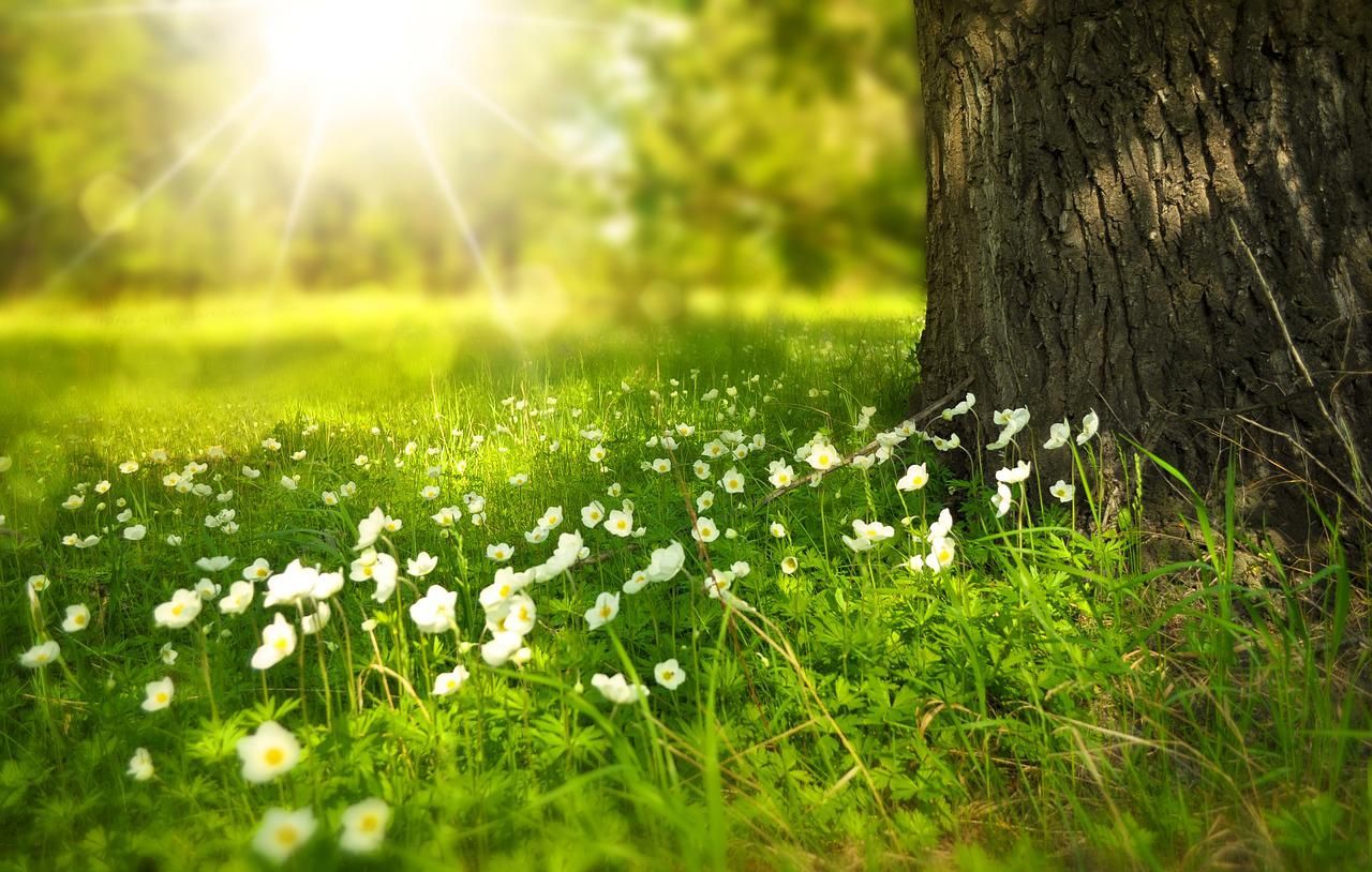 Lawn grass and alternatives with sunshine and trees