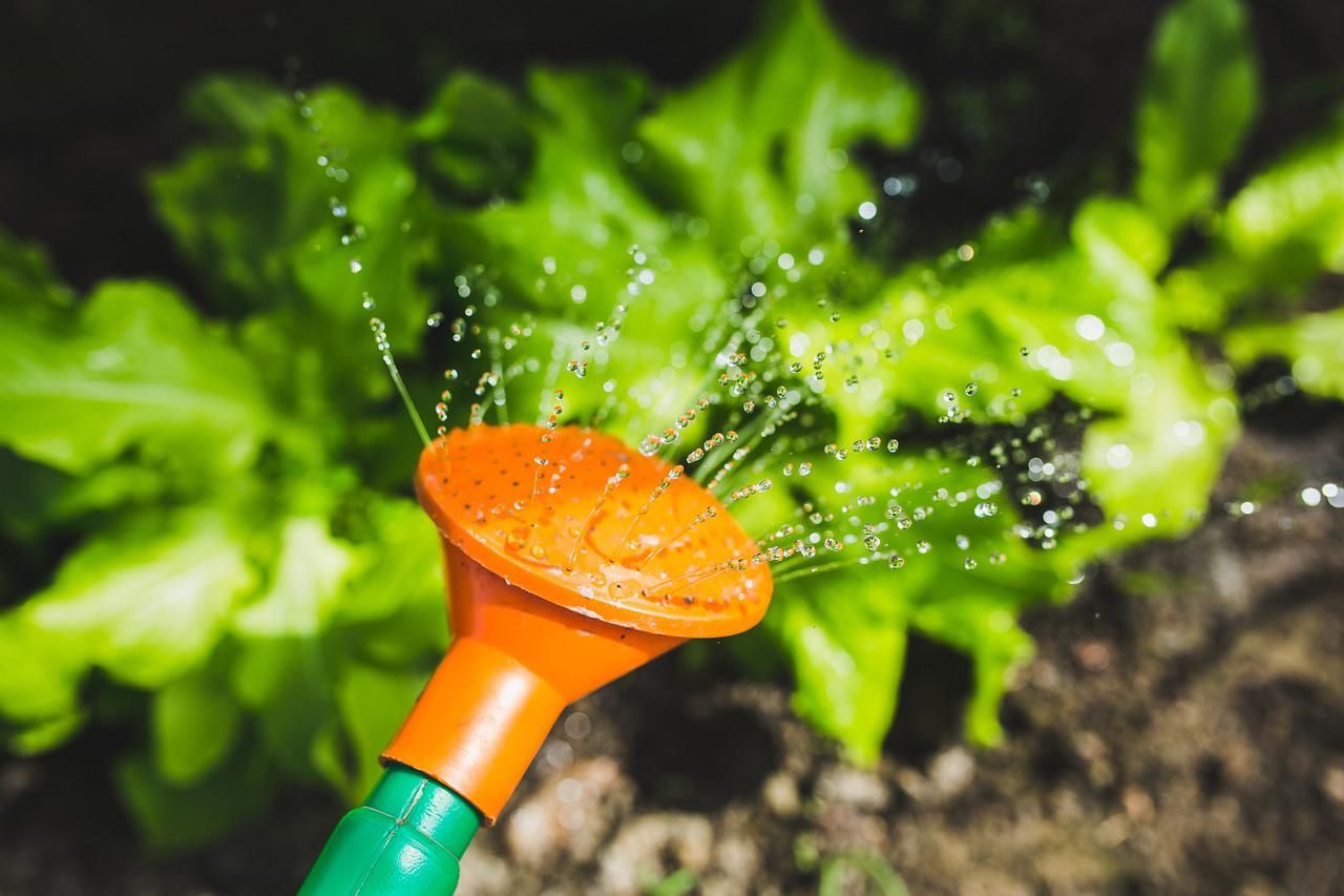 Watering can watering outdoor plants