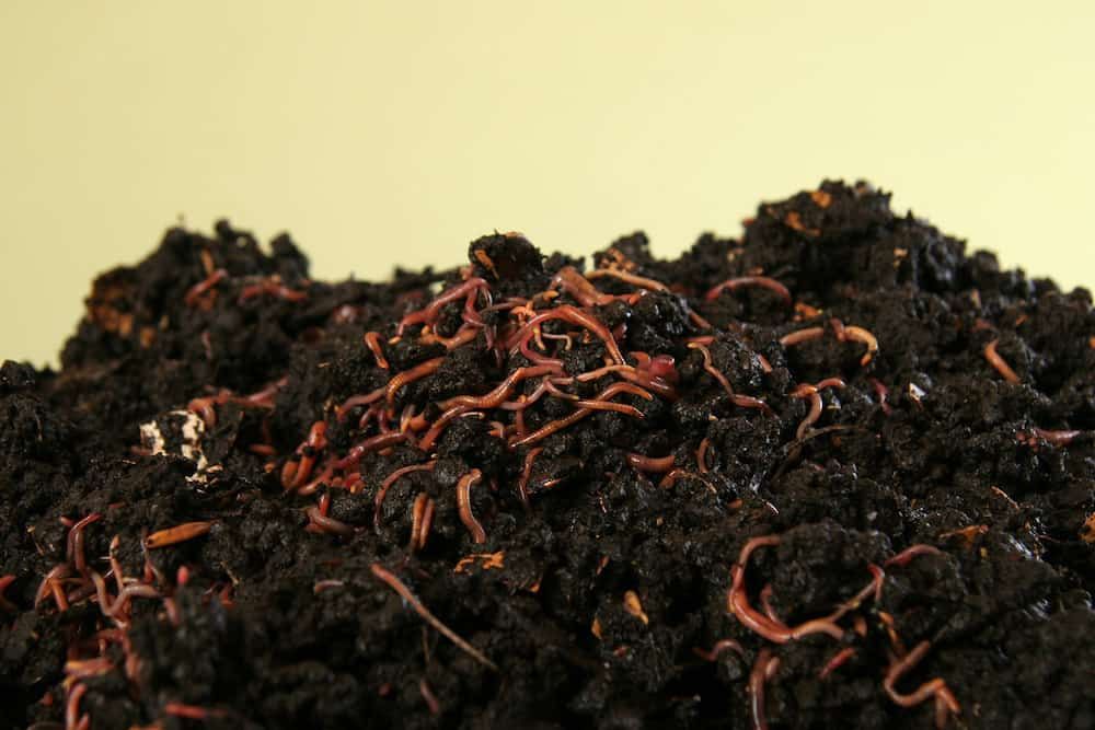 earthworms in compost
