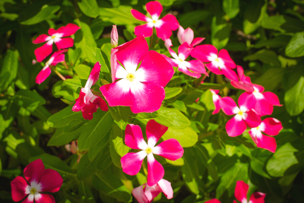 Annual Vinca pink and white with green foliage