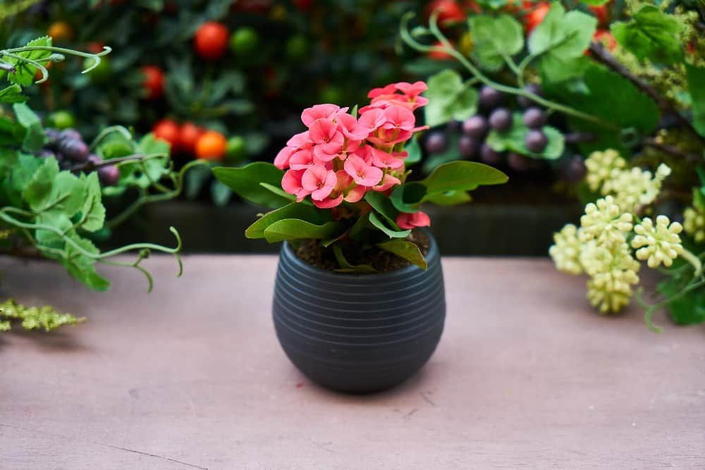 How To Grow Begonias in Containers