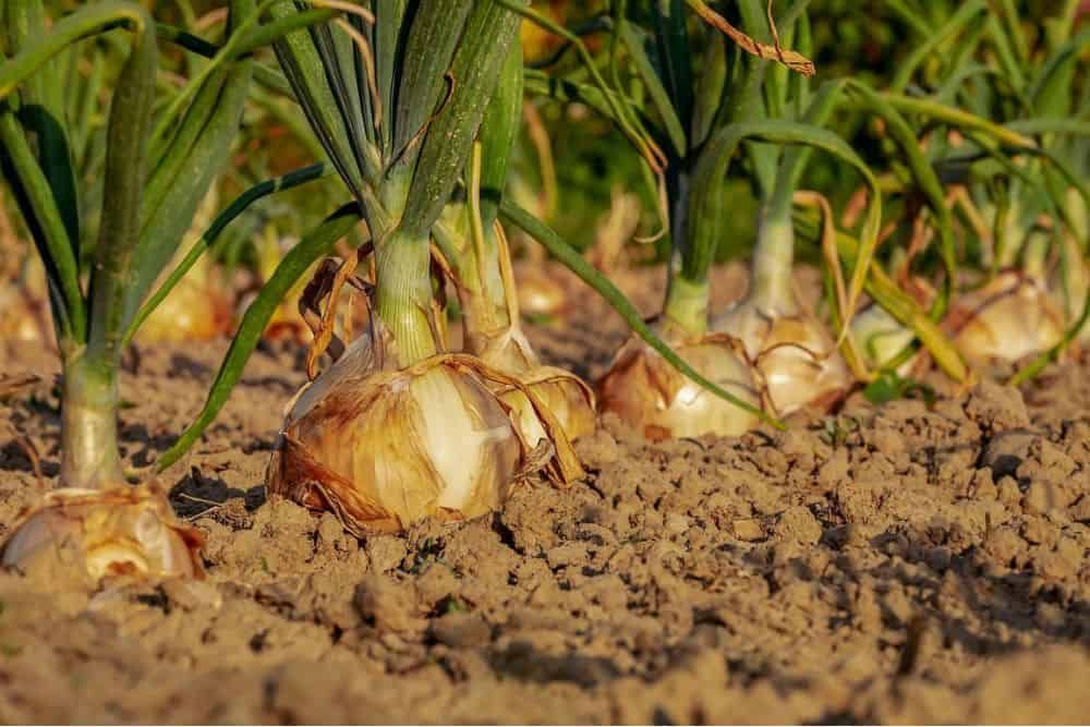 close up shot of multiple onions almost ready for harvesting in a garden