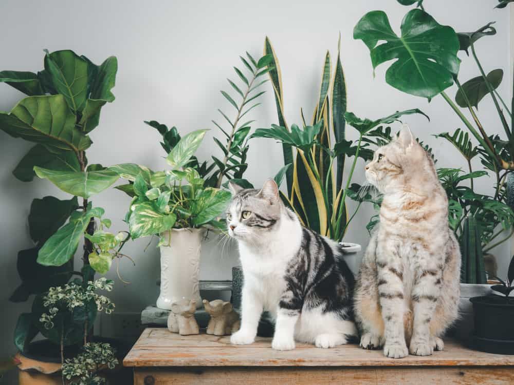 Cats and Snake Plant