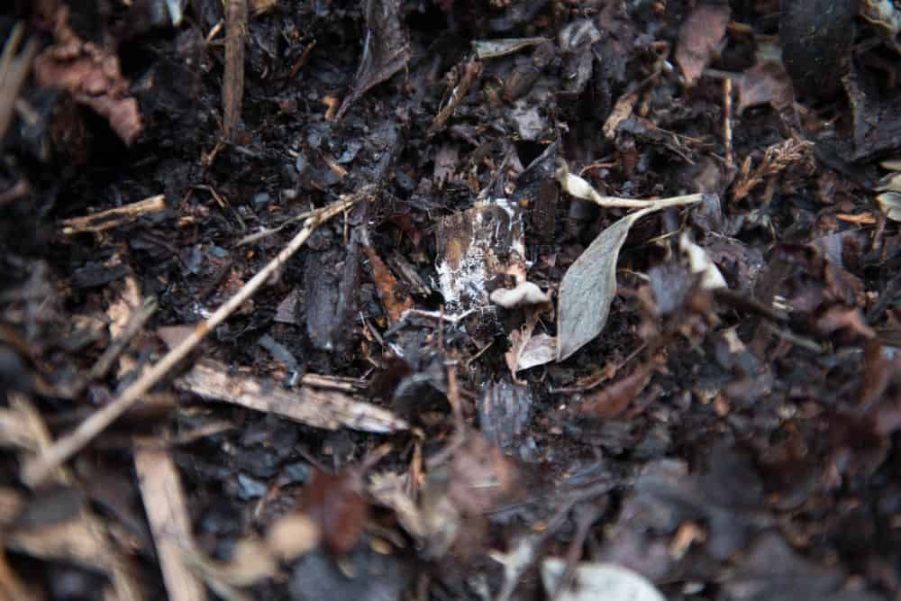 Dead leaves and other organic matter from composting