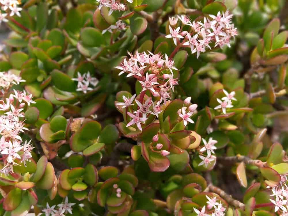Crassula Ovata flowering succulent