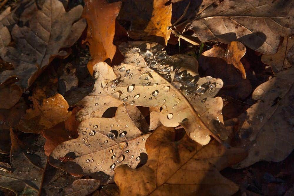 close up image of dead leaves with water droplets on them