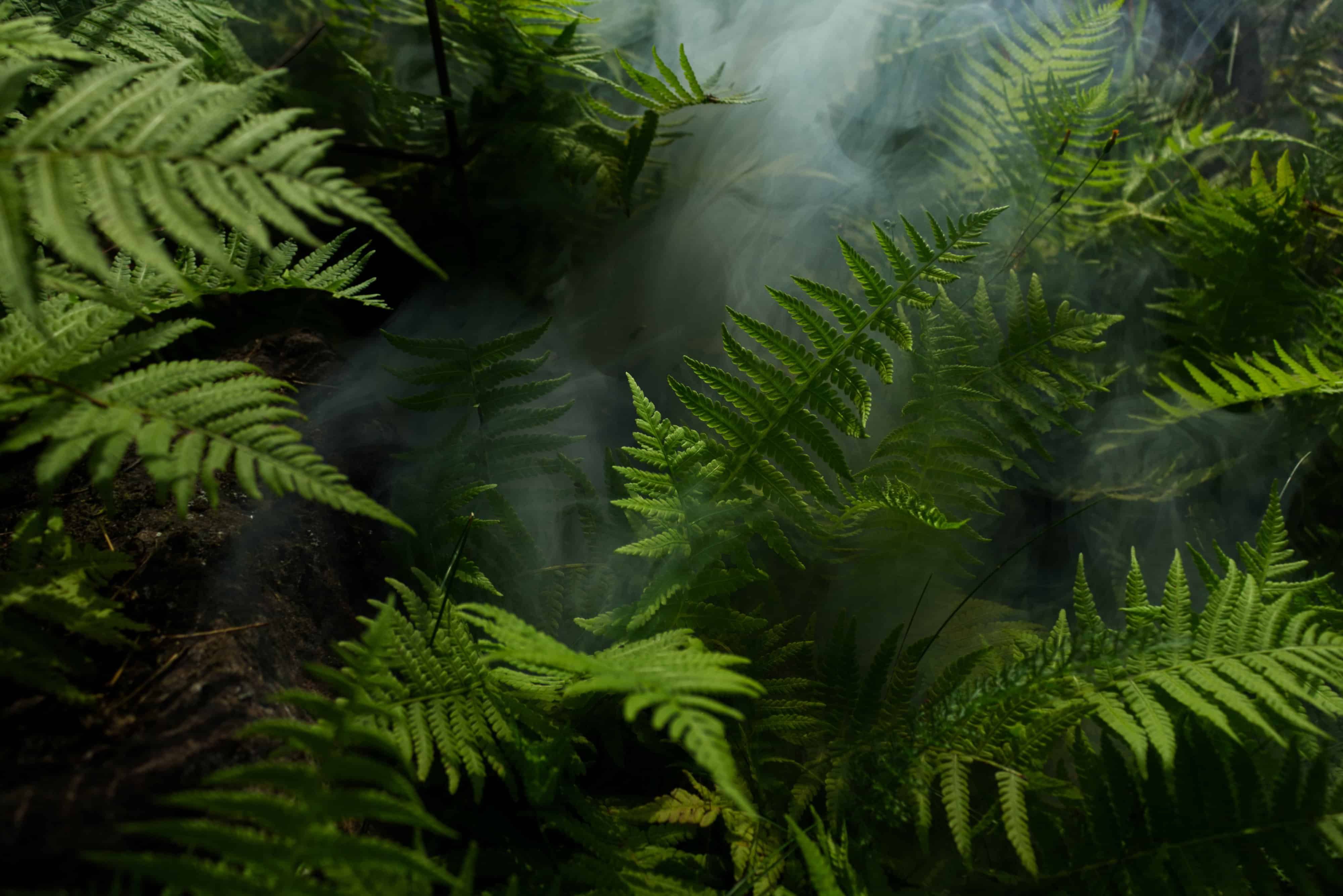 ferns with mist