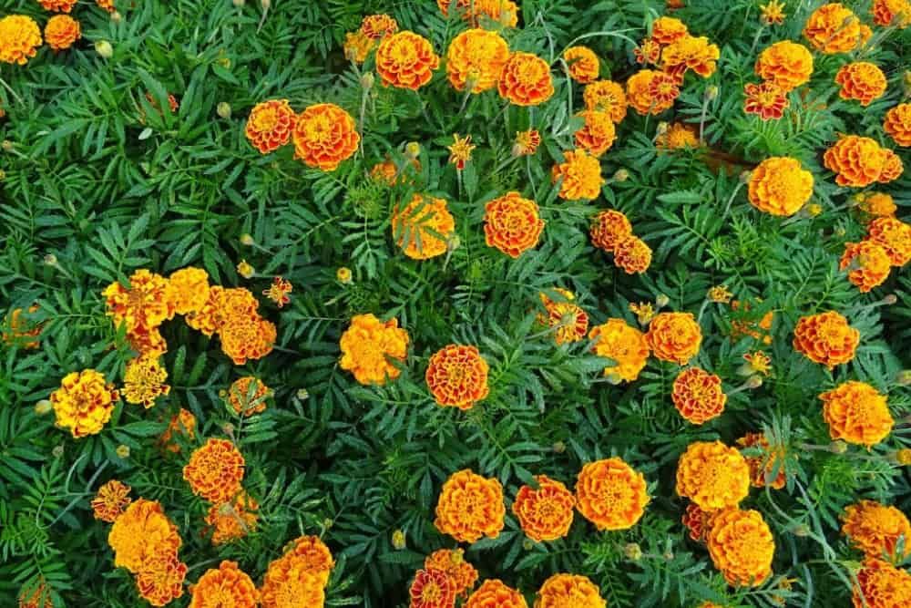 Orangey-Yellow French Marigolds With Greenery