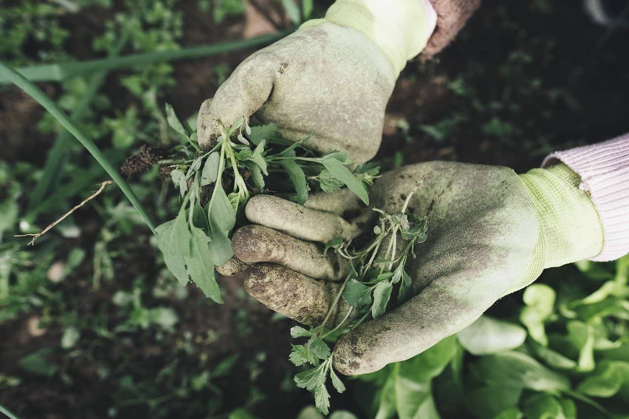 White-Gloved Hands Holding Green Weeds