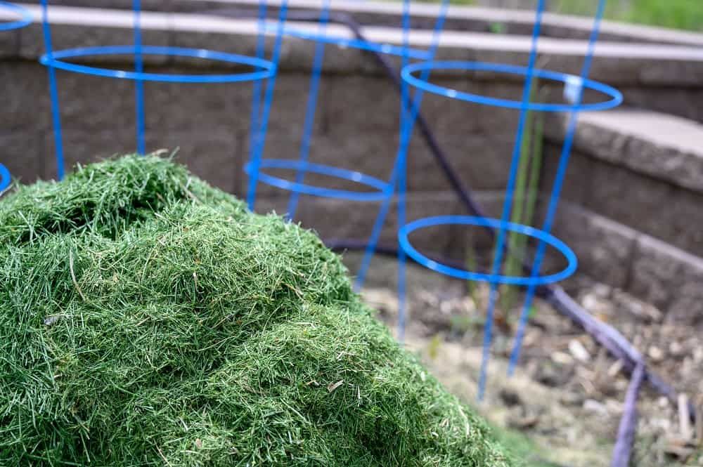 Grass clippings for mulch