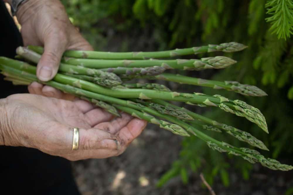 Hands with dirt on them holding a small bunch of asparagus spears