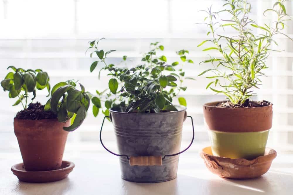 three potted herbs on windowsill