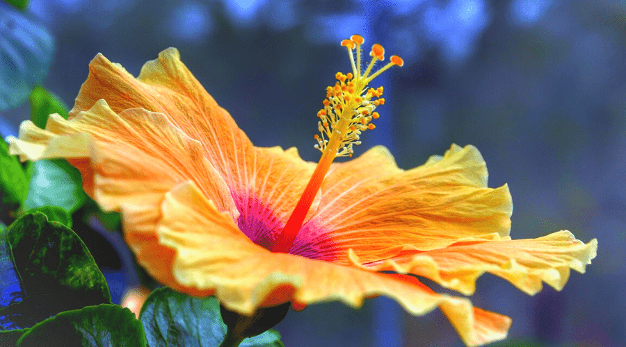 How To Grow And Care For Hibiscus In Pots