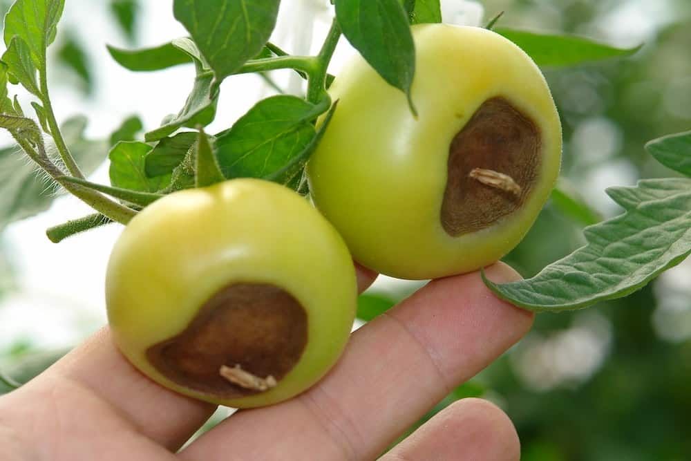 How to Use Epsom Salt for Tomato Plant Blossom Rot