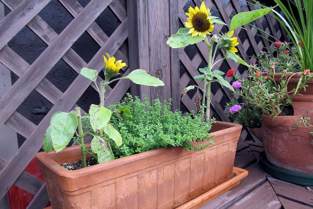 How to Grow Sunflowers in Containers