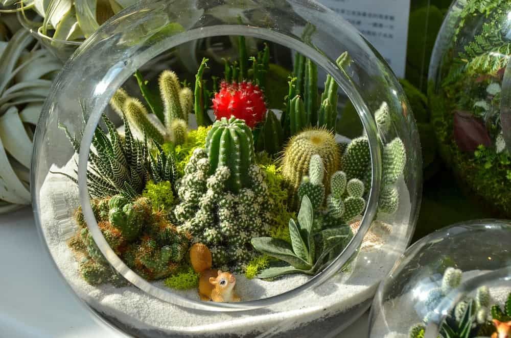 succulents in a glass container