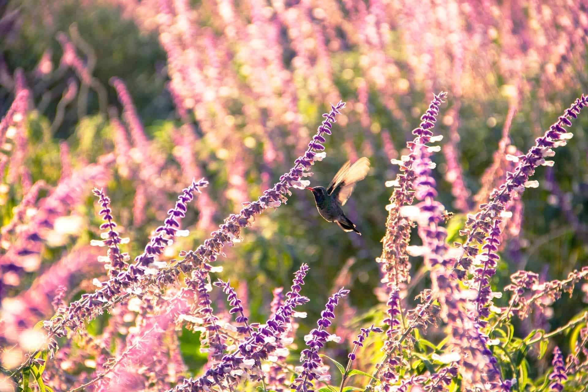 Green and White Hummingbird Pollinating Purple Flowers