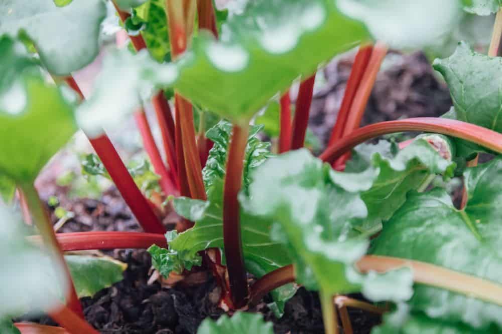 rhubarb plant with bright green leaves and red stalks
