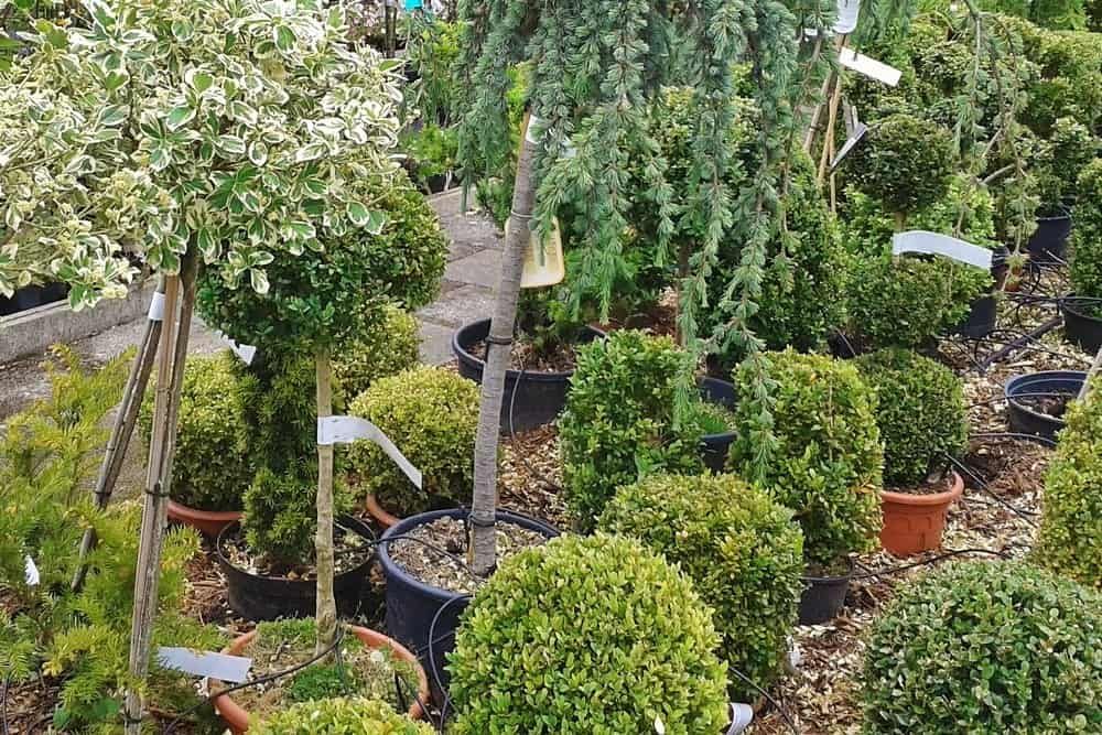 Nursery Trees and Shrubs with Plant Tags - container gardening