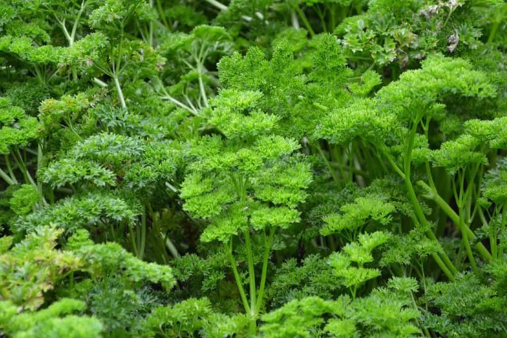 Green Parsley Plants