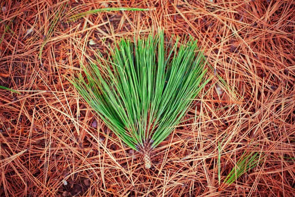 dried pine needles with freshly fallen needles on top