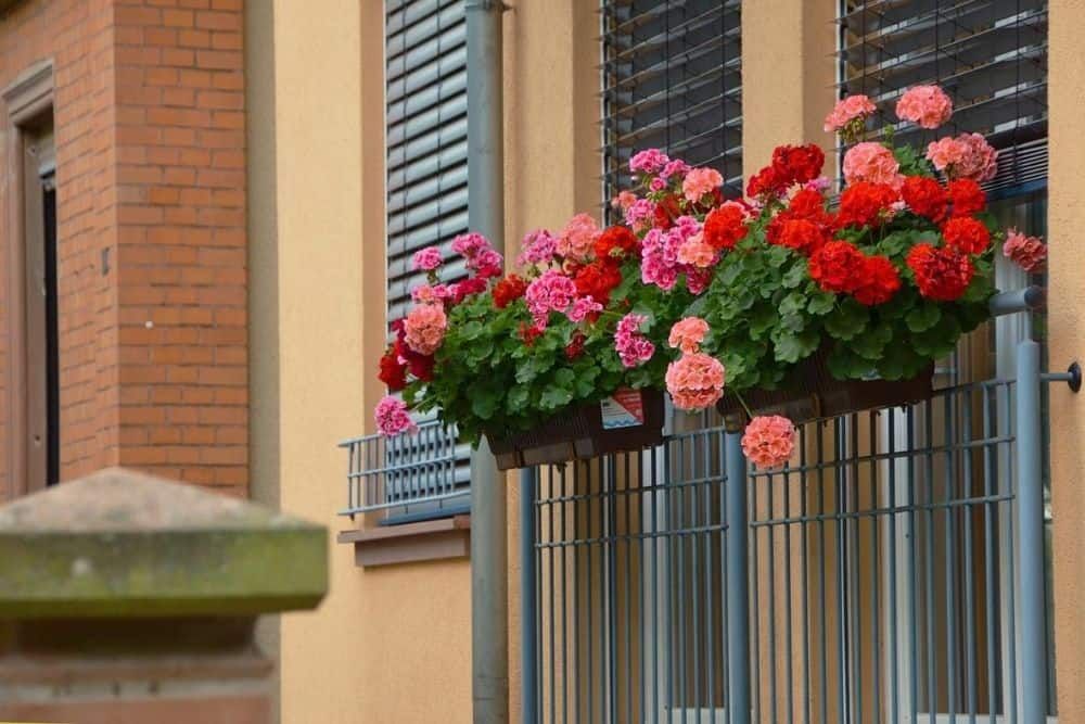 red and pink geraniums planted in pots that are below a window