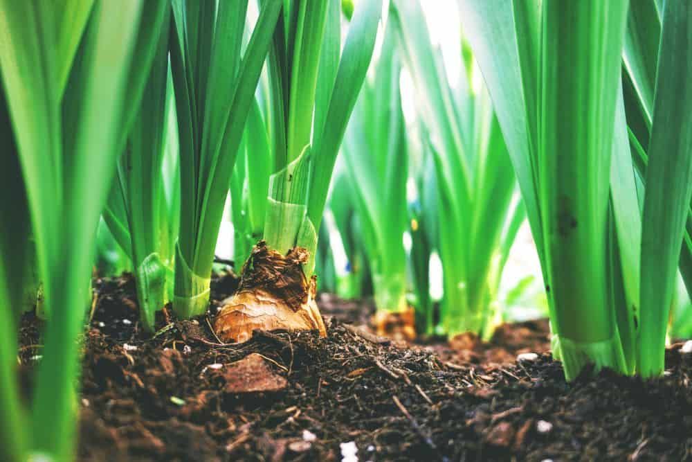 close up image of onion bulbs poking through the ground with tall green leaves above them