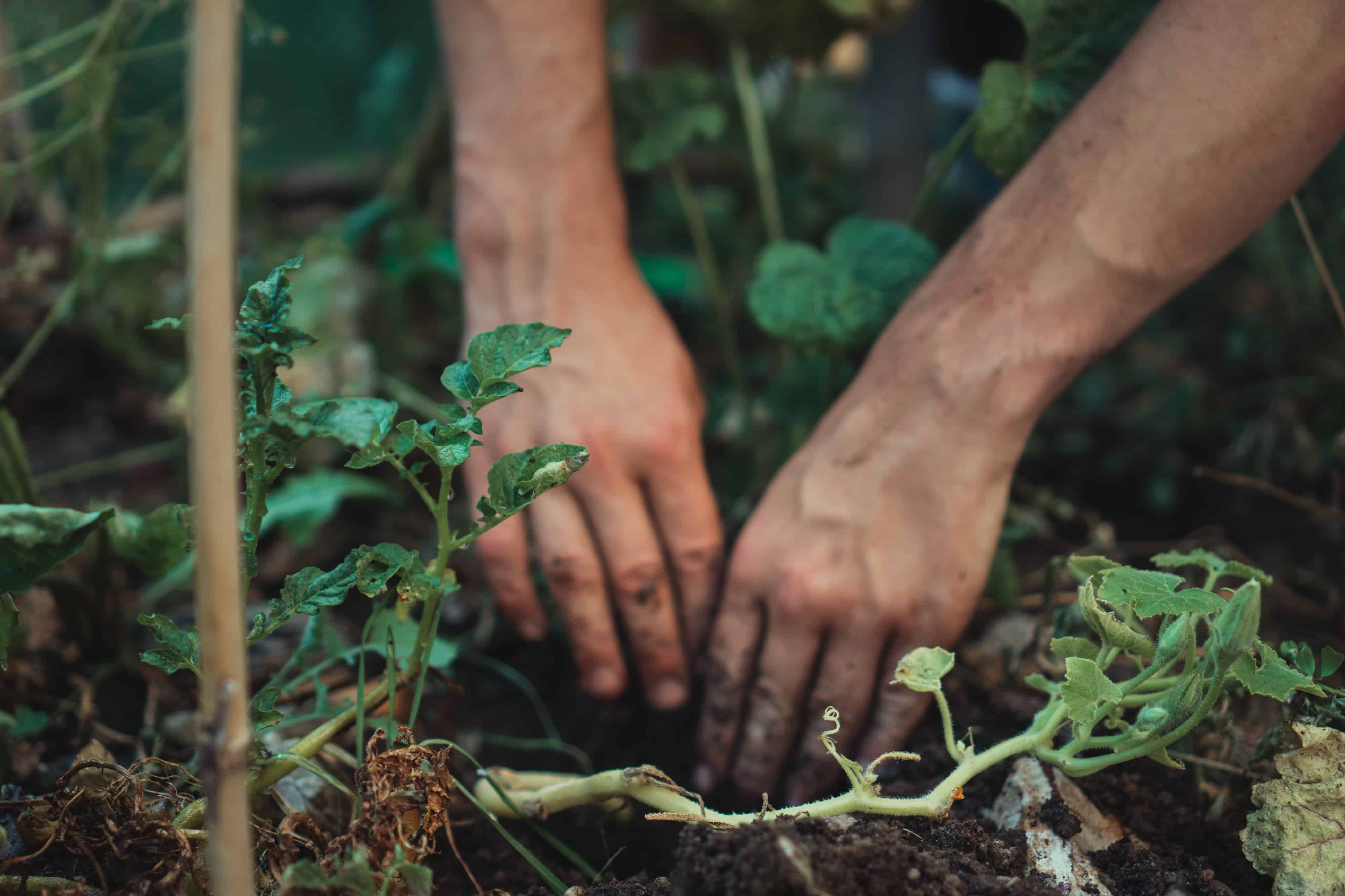 Hands planting plants