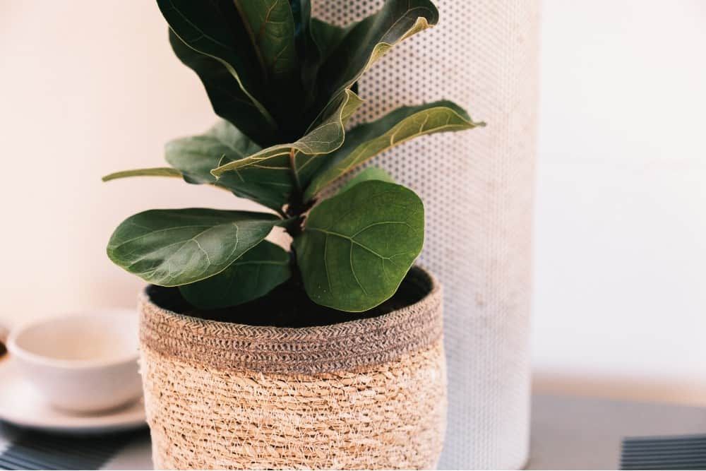 Indoor Fiddle Leaf Fig Tree in Woven Pot