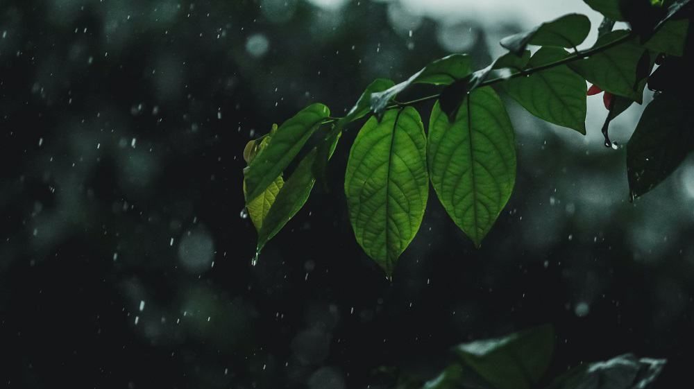 Rainy day- rain on a plant