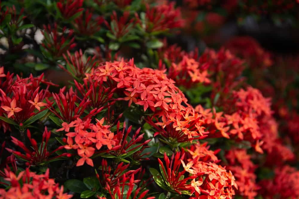 Red Ixora Flowers 