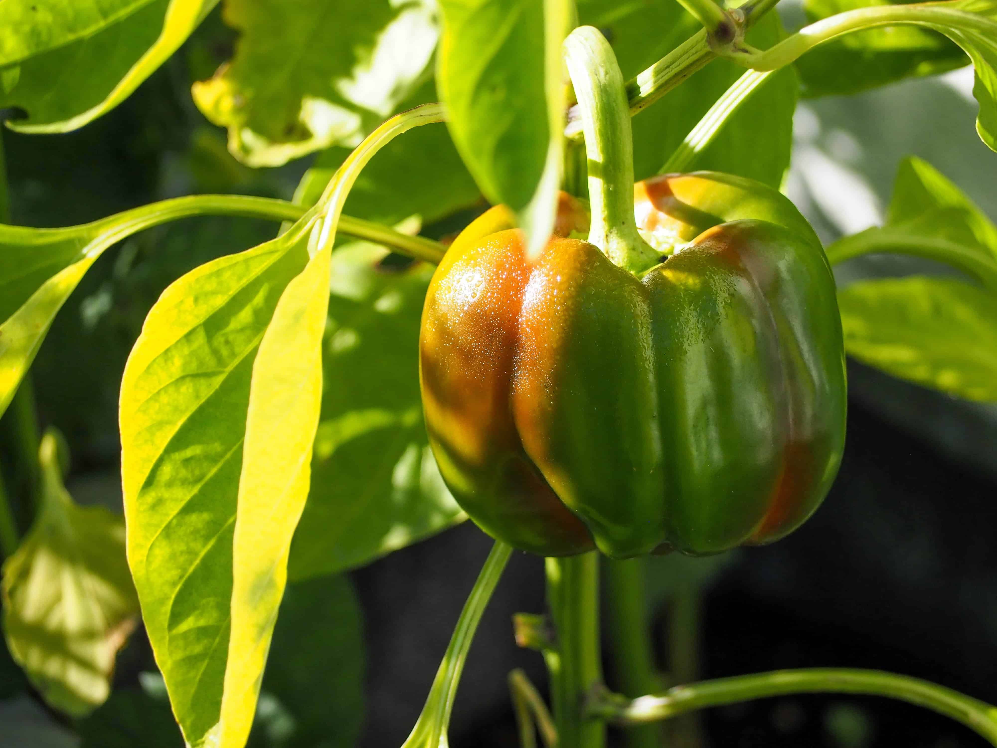 ripening bell pepper