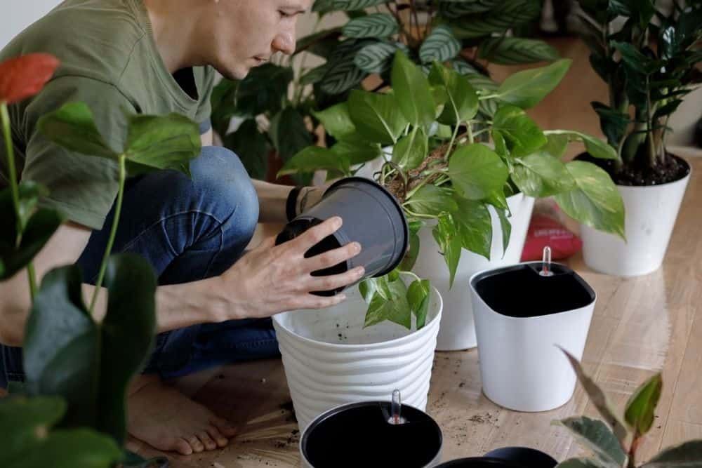 Person repotting a houseplant into a larger pot