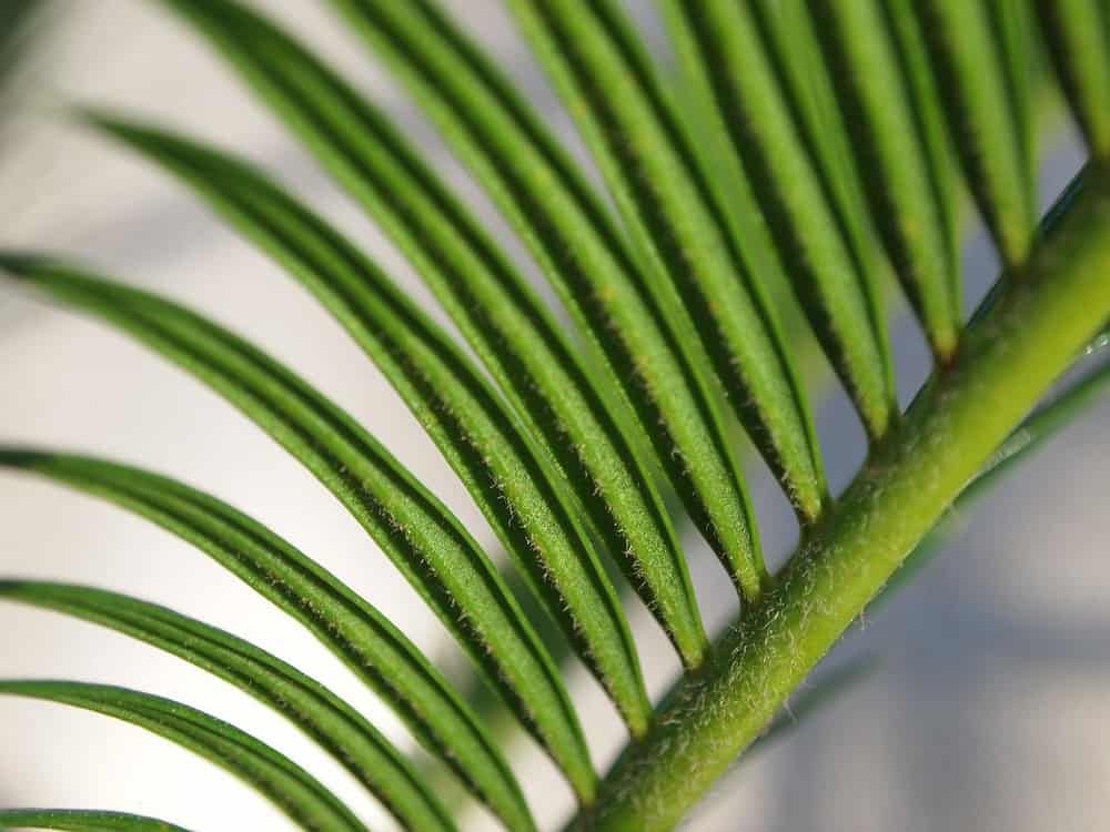 Sago Palm Leaf