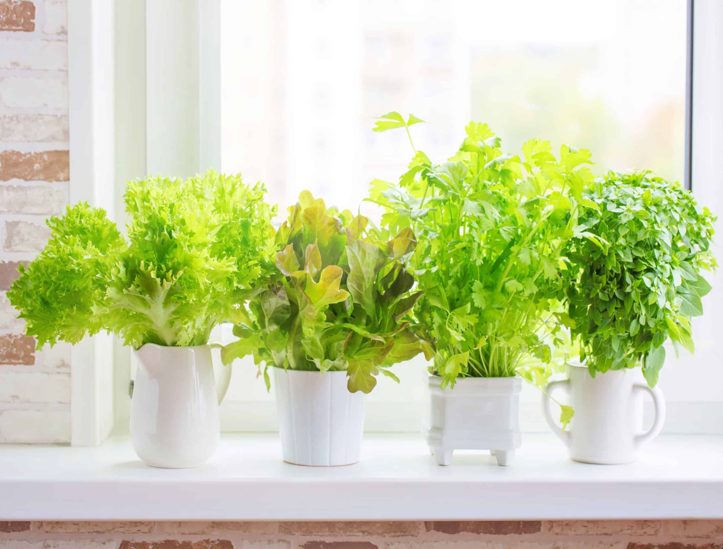 Fresh aromatic culinary herbs in white pots on windowsill. Lettuce, leaf celery and small leaved basil. Kitchen garden of herbs.