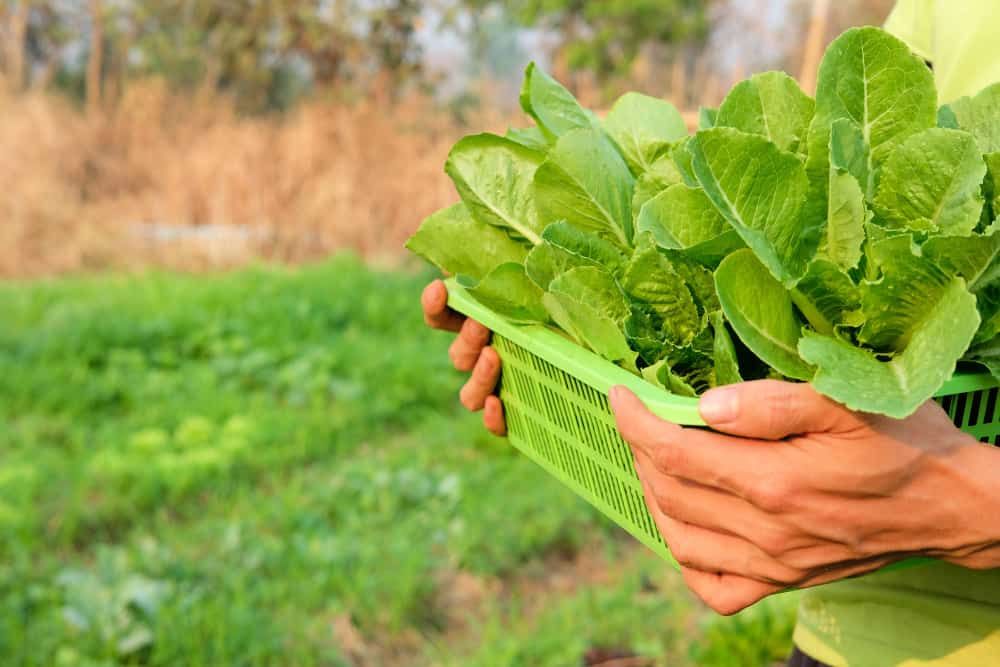 hands harvesting lettuce in a basket