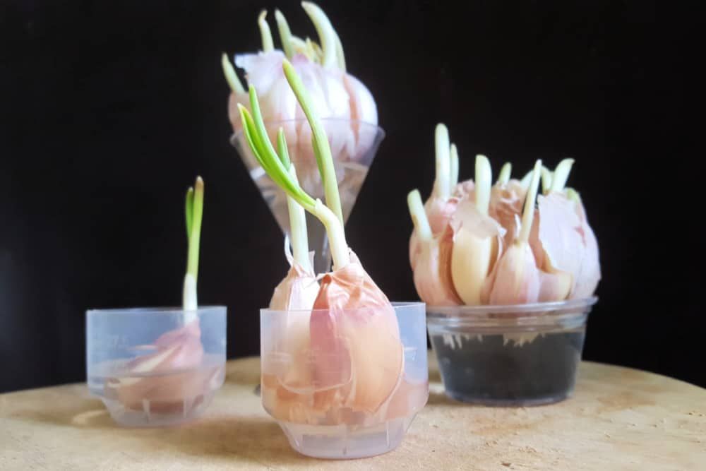 regrow garlic from scraps