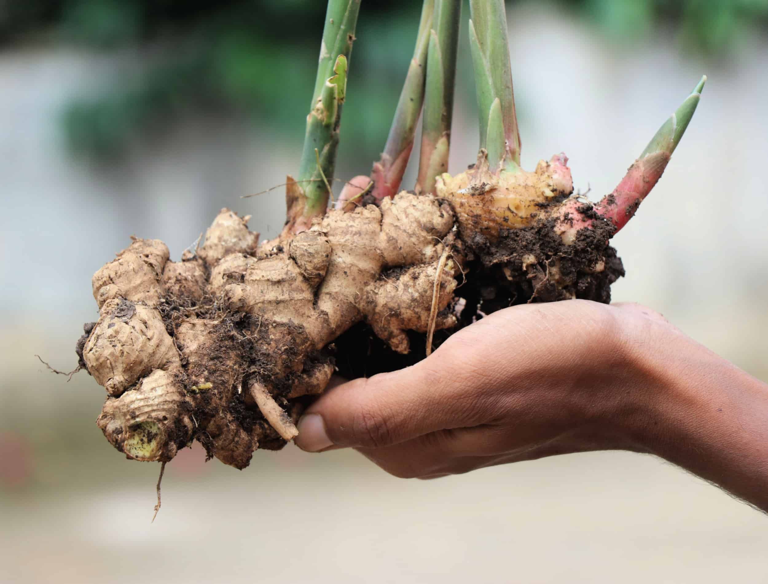 ginger rhizome out of ground
