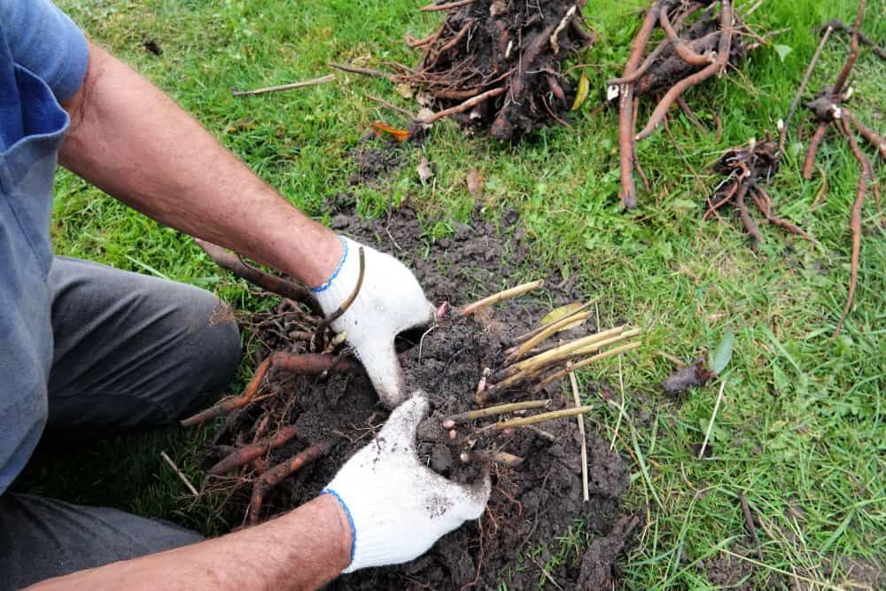 person splitting peony roots