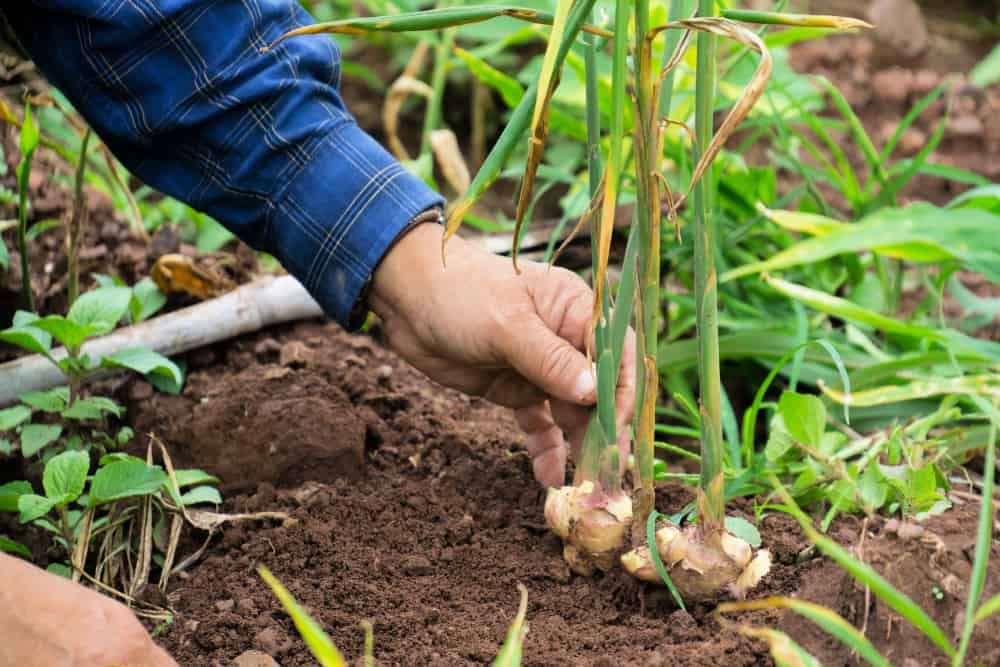 person planting ginger